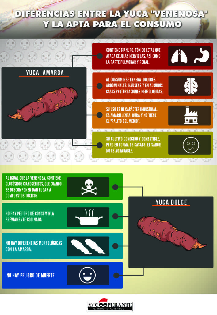 diferencias-entre-la-yuca-%22venenosa%22-y-la-apta-para-el-consumo