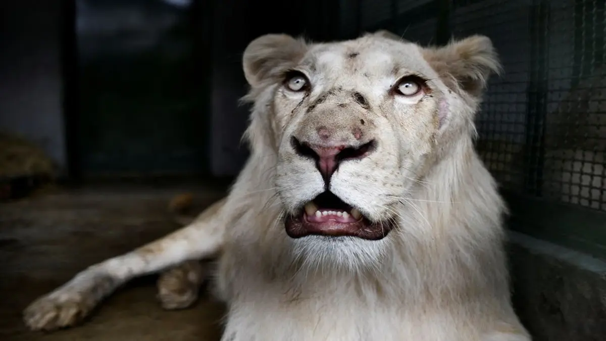 En imágenes: Llegaron los leones blancos al Zoológico de Caricuao - El  Cooperante