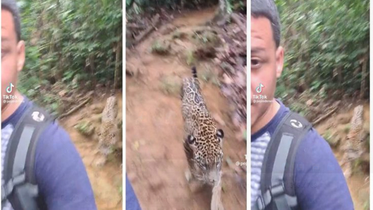 Desmienten video del jaguar que acompañó a migrante en la selva del Darién  - El Cooperante