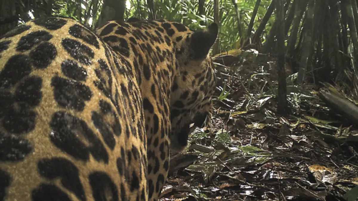Un jaguar salvaje pasó por al lado de migrante venezolano en el Darién  (Video) - El Cooperante