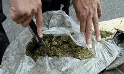 marihuana, droga